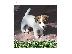 PoulaTo: jack russell terrier puppies for adoption
